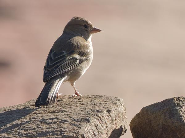 <h3><a href="/trips/marokko/biota/animalia/chordata/aves/040 passeriformes/121 fringillidae/fringilla coelebs/fringilla coelebs-nl.html">Fringilla&nbsp;coelebs</a> / Common&nbsp;chaffinch / Vink</h3>OM-1 Mark II met OLYMPUS M.150-400mm F4.5 TC, 1/2500 sec  bij F7.1, ISO 2000, afstand 19.3&nbsp;m